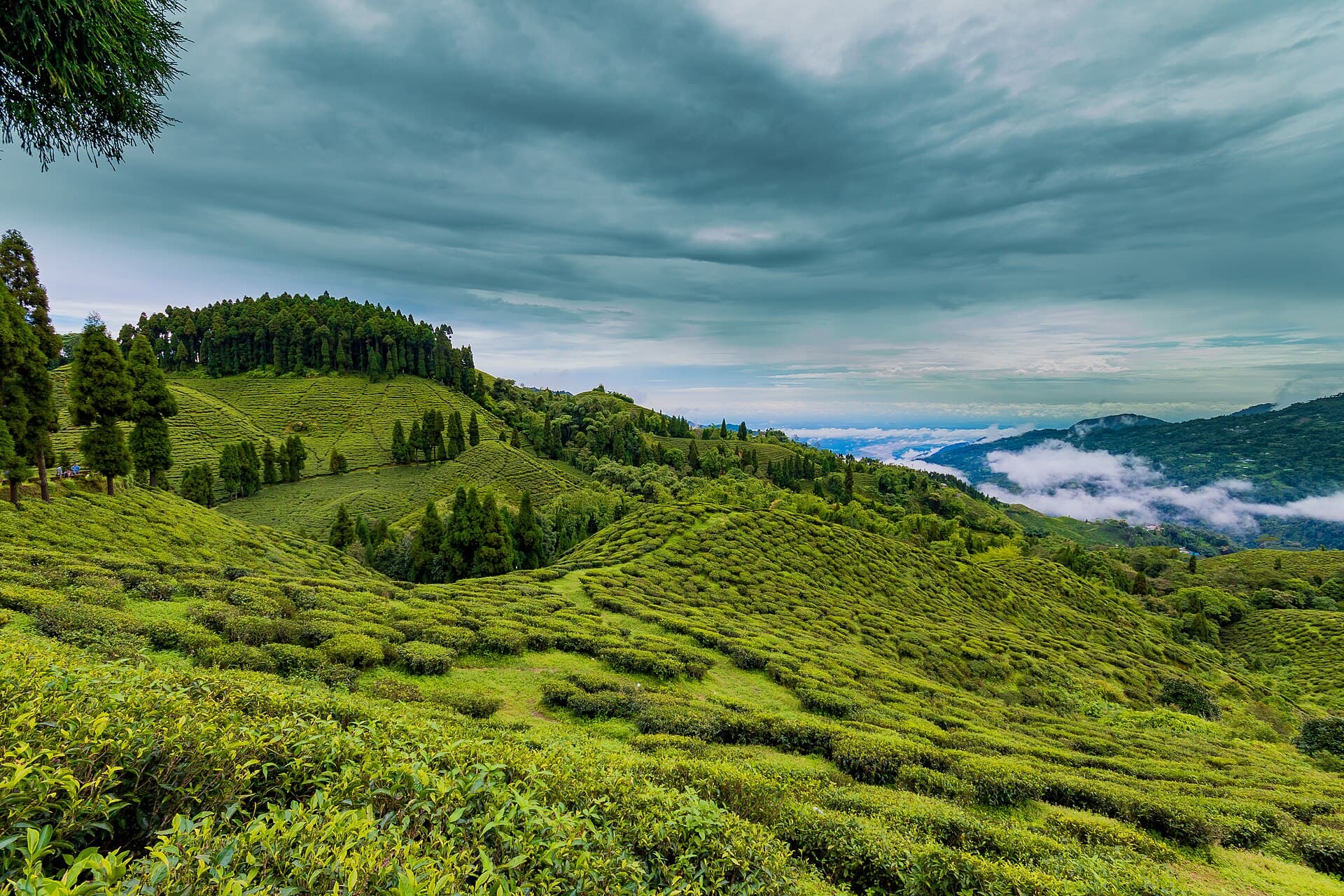 Darjeeling, West Bengal